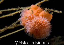 These were a couple of tiny ( <1cm)   plumose - which  ha... by Malcolm Nimmo 